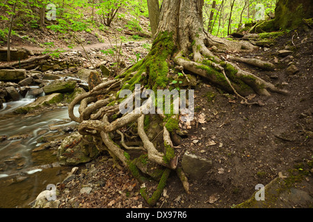 Ein Baum mit freiliegenden Wurzeln an den Ufern des Tiffany Creek im Frühjahr in Ancaster, Ontario, Kanada. Stockfoto