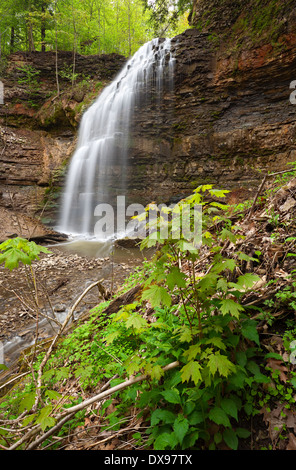 Einen kleinen Ahornbaum sitzt im Vordergrund dieses Foto auf Tiffany verliebt sich in Ancaster, Ontario, Kanada. Stockfoto
