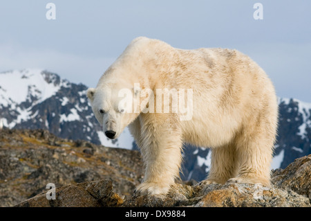 Eisbär Ursus Maritimus tragen weißer Bär Nanook Fuglefjorden Spitzbergen Svalbard-Archipel Norwegen Stockfoto