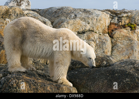 Eisbär Ursus Maritimus tragen weißer Bär Nanook Meeressäuger Säugetier Fuglefjorden Spitzbergen-Svalbard-Archipel-Norwegen Stockfoto