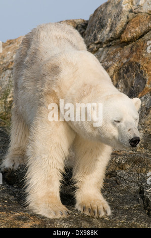 Eisbär Ursus Maritimus tragen weißer Bär Nanook Fuglefjorden Spitzbergen Svalbard-Archipel Norwegen Stockfoto