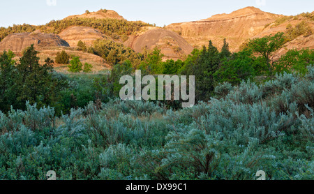 North Dakota, Theodore-Roosevelt-Nationalpark, North Unit, Caprock Coulee Naturlehrpfad, am frühen Morgen Stockfoto