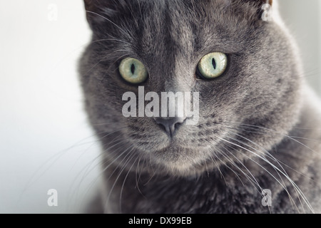 Closeup Portrait von Britisch Kurzhaarkatze, Jahrgang getönt Stockfoto