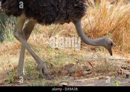 Strauß (Struthio Camelus) Stockfoto