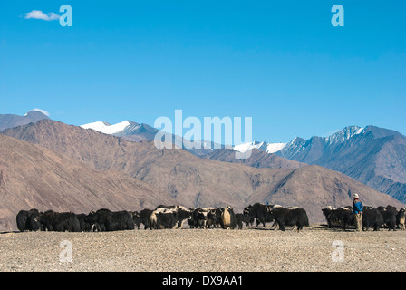 Yak Hirten, Leh, Ladakh, Indien Stockfoto