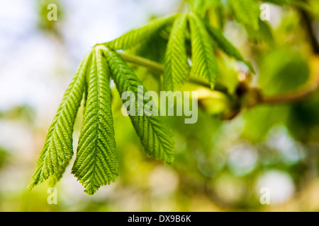 Rosskastanie Baum Blätter auf einem Ast im Frühjahr Stockfoto