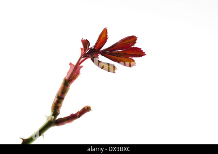Rose Zweig mit neuen Blättern auf weißem Hintergrund Stockfoto