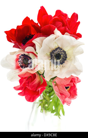 rot, weiß und rosa Anemone Blumenstrauß isoliert auf weißem Hintergrund Stockfoto
