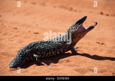 Blaue Zunge Eidechse in der Wüste Stockfoto