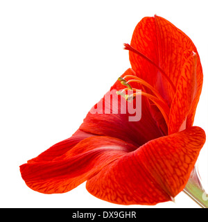 Leiter des roten Maryllis Blüte auf weißem Hintergrund Stockfoto