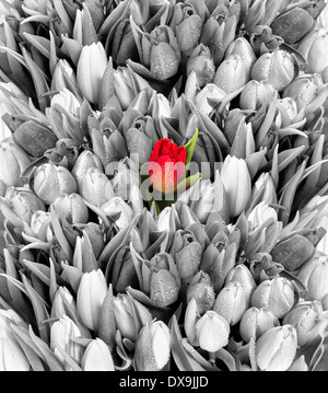 Tulpen. frischen Frühlingsblumen mit Wassertropfen. schwarz weiss mit einer roten Blume Stockfoto