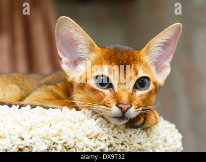 Junge Abessinier Katze liegend am Baum Katzenmöbel Stockfoto