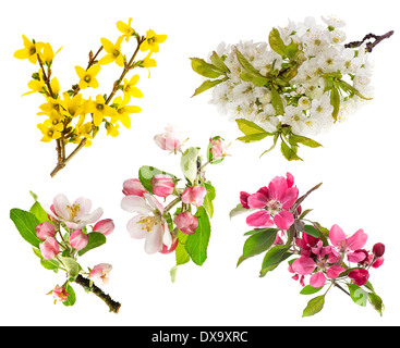 Frühlingsblumen isoliert auf weißem Hintergrund. Blüten der Forsythien, Apfelbaum, Kirsche Zweig Stockfoto