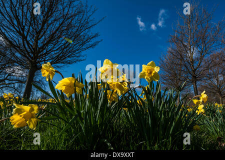 London, UK. 21. März 2014. Die Frühlings-Tagundnachtgleiche bringt blühenden Narzissen, grüne Triebe und blauen Himmel in Clapham Common, London, UK 21. März 2014. Bildnachweis: Guy Bell/Alamy Live-Nachrichten Stockfoto