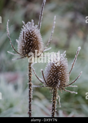 Wilde Kardonkakteen mit Eis bedeckt an einem frostigen Morgen wie die Sonne sich zu erheben Stockfoto