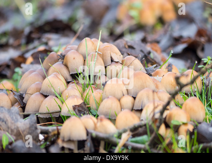 Nahaufnahme einer Gruppe von Coprinellus Micaceus Pilz Stockfoto