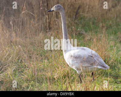 Ein grauen farbigen junger wilder Schwan Stockfoto