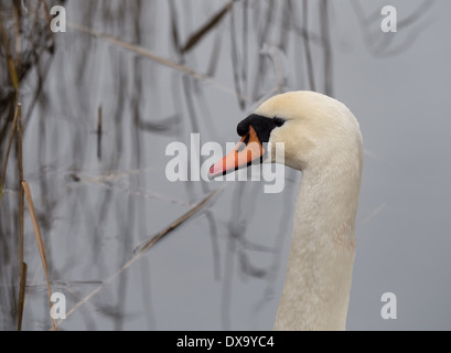 Nahaufnahme des Kopfes ein Höckerschwan mit rotem Schnabel Stockfoto