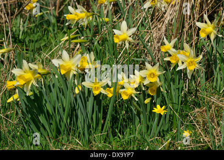 Wilde Narzissen - Narcissus Pseudonarcissus wächst in einem Feldrand mit kleinen Schöllkraut - Ranunculus Ficaria Stockfoto
