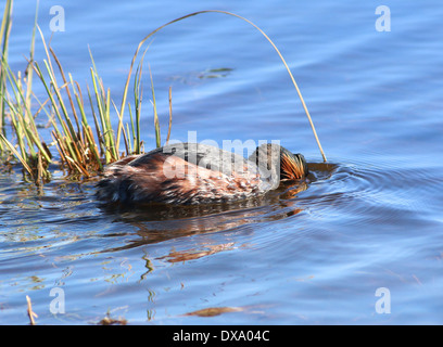 Nahaufnahme von einem Schwarzhalstaucher (Podiceps Nigricollis) schwimmen und Nahrungssuche Stockfoto