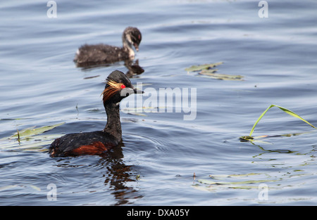 Nahaufnahme von einem Schwarzhalstaucher (Podiceps Nigricollis) schwimmen mit Jugendlichen Stockfoto