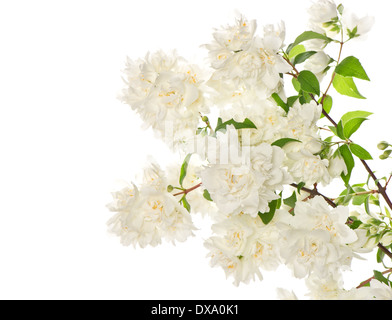 Blühender Zweig der Jasminblüten Stockfoto