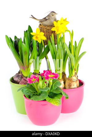 bunte Frühlingsblumen in Töpfen. Oster-Deko. Hyazinthe, rosa Primeln, gelbe Narzissen Stockfoto