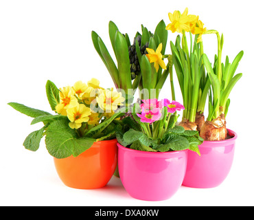 bunte Frühlingsblumen in Töpfen auf weißem Hintergrund. Hyazinthe, rosa Primeln, gelbe Narzissen Stockfoto