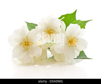 frischen Jasminblüten auf weißem Hintergrund Stockfoto