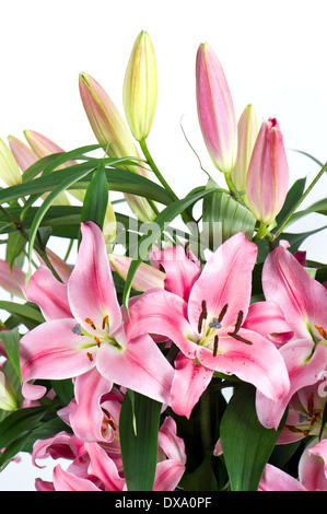 rosa Lilie blüht. Nahaufnahme Stockfoto