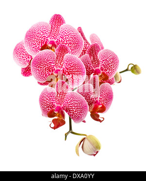 schöne Orchidee Blume Stockfoto