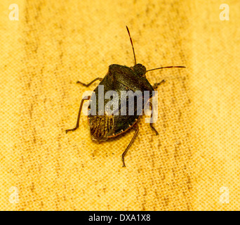 Grüne Stink Bug (Nezara Viridula). Stockfoto