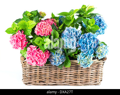 schöne rosa und blauen Hortensia Blumen. bunte Hortensie in Korb isoliert auf weißem Hintergrund Stockfoto