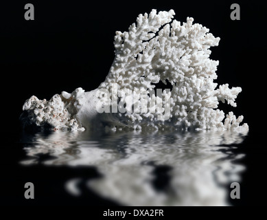 weiße Koralle auf Spiegelung Wasseroberfläche in schwarzer Rücken Stockfoto