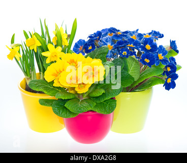 Primeln und Narzissen in bunten Töpfen auf weißem Hintergrund. Frühlingsblumen Stockfoto