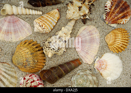 Sammlung mit vielen verschiedenen Muscheln im sand Stockfoto