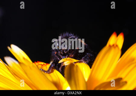 Großen Hummel auf Ringelblumeblume Stockfoto