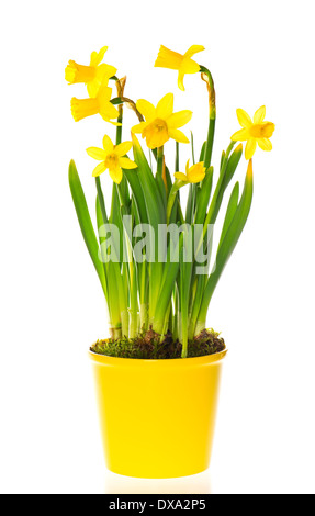 schöne Frühlingsblumen Narzissen im Topf Stockfoto