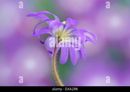 Winter-Windflower, Anemone Blanda, Schuss aus unter einem gesprenkelten blauen Hintergrund. Stockfoto