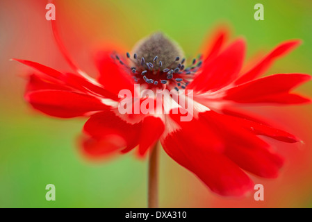 Anemone Coronaria, rot und weiß Blume von der Seite betrachtet, mit einem dynamischen Auftritt zeigt Zentrum Kegel und Staubblätter. Stockfoto