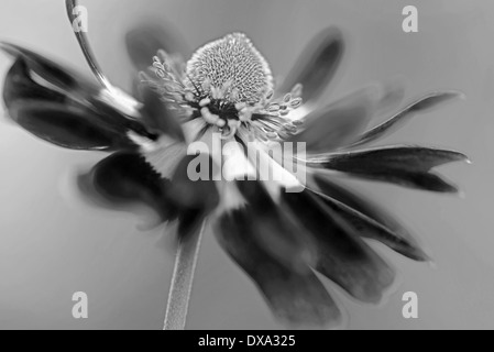 Anemone Coronaria, Blüte von der Seite gesehen mit einem dynamischen Auftritt zeigt Zentrum Kegel und Staubblätter. Stockfoto