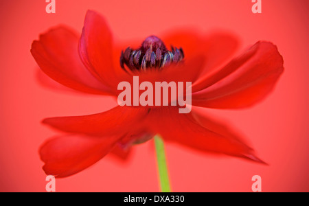 Anemone Coronaria, rote Blume mit einem dynamischen Auftritt Zentrum Staubgefäße zeigen von der Seite gesehen. Stockfoto