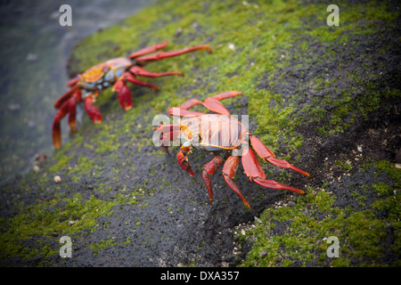 Sally lightfoot Krabben auf Lavafelsen auf den Galapagos Inseln. Stockfoto