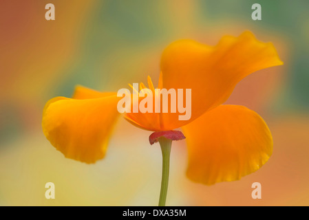 Kalifornischer Mohn, Eschscholzia Californica, Seite Ansicht mit Blütenblätter gebogen zurück um die Staubfäden zu offenbaren. Stockfoto