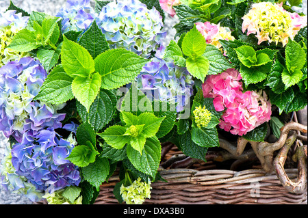 bunte Hortensien Büsche. schöne Hortensia im Garten Stockfoto