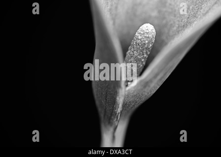 Arum Lilie, Calla Lily, Zantedeschia, beschnitten Blick enthüllt Staubfäden mit selektiven Fokus ins Zentrum. Stockfoto