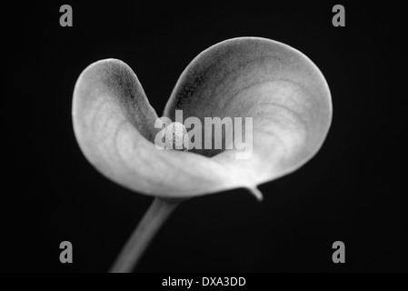 Arum Lilie, Calla Lily, Zantedeschia, Blickwinkel schaffen eine Herzform mit selektiven Fokus ins Zentrum. Stockfoto