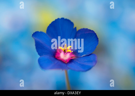 Godetia oder Abschied von Frühling, Clarkia Amoena, Manipultaed blaue Blume vor dem gesprenkelten blauen Hintergrund. Stockfoto