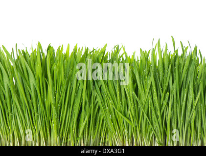 frische grüne Feder Rasen mit Wasser fällt auf weißem Hintergrund Stockfoto