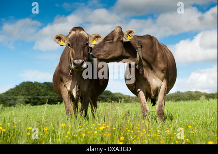 Braunvieh Milchvieh im Bereich der Butterblumen, mit einem Flüstern, das andere Paar. Schottland. Stockfoto